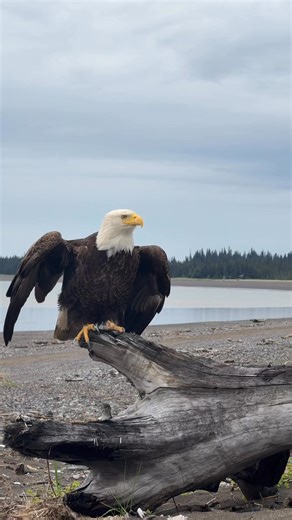 Bald eagle taking flight, so majestic! #alaska #baldeagle #america #4thofJuly #wildlife #wildlifephotography #naturephotography #foryou #natgeowild #alaskalife #natureisamazing #naturelovers #birdsofprey | Arthur Lefo Wildlife