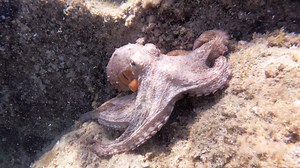 Download Octopus underwater in sea - slow motion for free