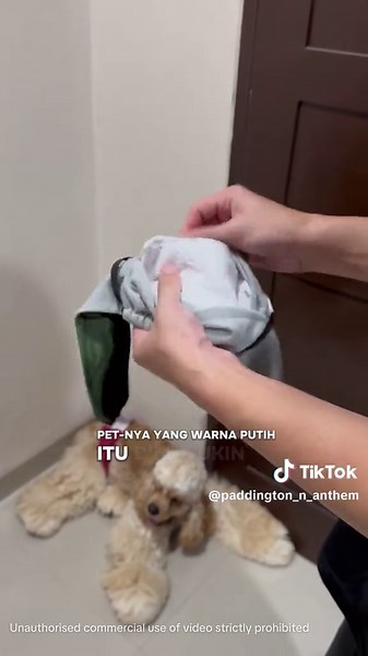 Pampers Anjing Washable: A Convenient Choice for Pet Owners