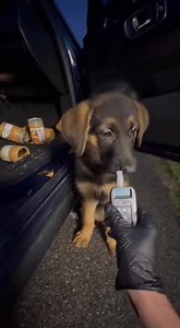 20K views · 151 reactions | Puppy's Peanut Butter Adventure Puppy hilariously 'fails' a sobriety test! Generated using Kling AI . . . (For entertainment purposes only. Consult professionals if guidance on activities is presented. No brand affiliation is implied if any are shown. If inspired by true events, creative adaptations may be included. Content may include public footage.) | Fabiosa Digest | Facebook