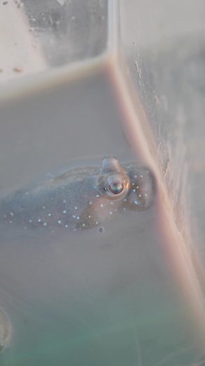 水槽持ってどこまでもin 佐賀県 - 有明海と淡水魚の魅力
