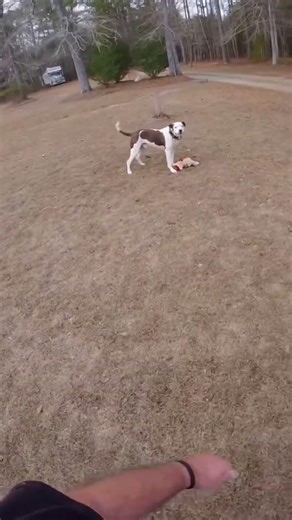 Ranger at play! World’s Greatest RC Dog! #rc #rltw #rcbasher