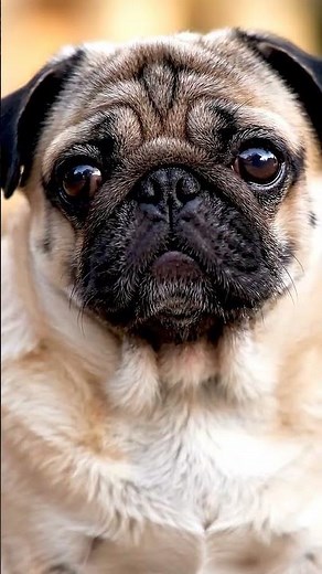 🐶 Why Pugs Have Flat Faces | Cute Pug Fact #Shorts