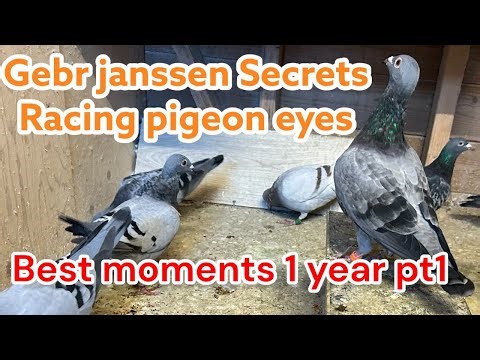 Gebr Janssen Secrets & Racing Pigeon Eyes | Best Moments from 1 Year Uploading Pt. 1