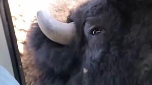 This Video Gives Another Reason Why You Shouldn't Feed Bison