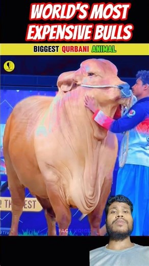 World's Most Expensive Bulls #MostExpensiveBulls #LuxuryLivestock #EidSacrific #facts