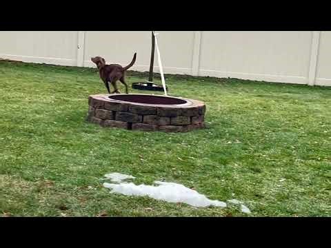 Chocolate lab mix young female for adoption