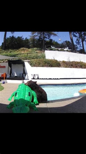 Maddie Bear and friends 🐻 on Instagram: "Nappy is back at it again. Taking naps and taking names from floaties. From start to finish, Nappy spent nearly an hour in the pool. 45 minutes of that time dedicated to naps and relaxation. But after a good siesta, Nappy was ready for some floatie popping fun. The donut and beach ball were rehabbed and patched, we will see if we can repatch all these floaties again 😂. #poolbearlife #alligator #donuts #bearsgonewild #heatwave"