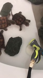 These three young snapping turtles were wondering what this new contraption was in their tub! One was brave enough to show us where they get the name snapping turtle! #hopeforwildlife #wildliferescue #wildliferehab #HFW #snappingturtles | Hope For Wildlife