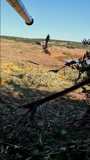 Blowgun Duck Hunter