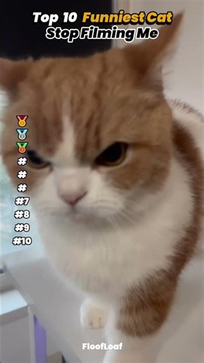 Stop Filming Me #cat #funniestcats #catreaction
