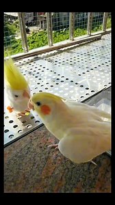 572K views · 18K reactions | Peek-A-Boo #highlights #fypシ #birdwatching #birds #funny #Amazing #peekaboo #cocktails | Leo The talking Bird | Facebook