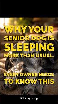 Why Your Senior Dog Is Sleeping More Than Usual — Every Owner Needs To Know This.