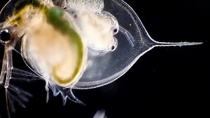 34 reactions · 15 shares | Did you know water fleas can be found in any body of water from rain forest tree moss, open freshwater, ponds and puddles? https://bit.ly/3z6gmhi Water flea (Daphnia pulex) giving birth to cubs Andrei Savitsky Cherkassy, Ukraine Darkfield 4X (Objective Lens Magnification) | Nikon Small World | Facebook