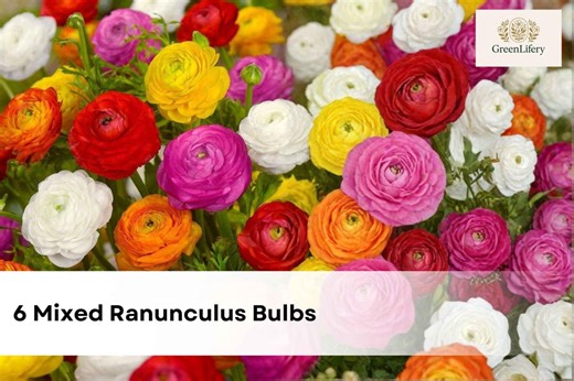 6 Mixed Ranunculus Bulbs | Large Healthy Corms, Spring Cut Flower Garden Blooms - Etsy