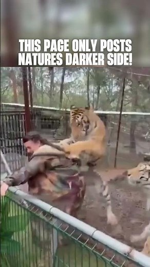 Tiger Attacks Zoo Worker in Shocking Moment | Real Wildlife Encounter #shorts