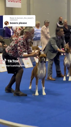 Replying to @duncan_the_boxer Did somebody say boxers? 😍 #adf #americandogfancier #dogshow #royalcanin #akc #dogsoftiktok #akcnationalchampionship #orlando #boxersoftiktok #boxer