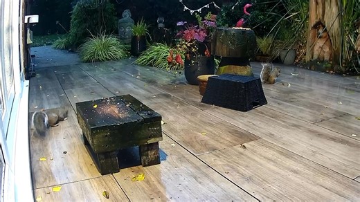 Just another manic Monday morning with the chubby little hooligans 🤣🐿️🐾🐾❤️ | Mr Lumpy & Friends.