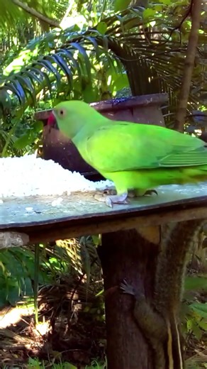 Beautiful Green Parrot Eating Rice | Amazing Bird Feeding Moments - Short