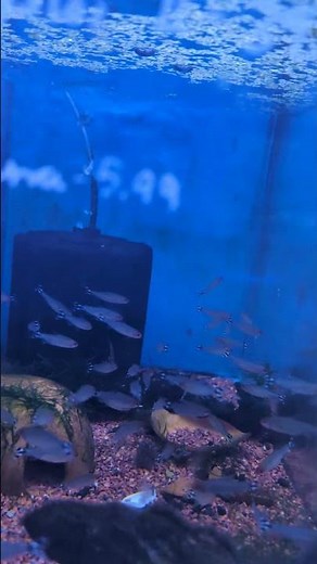 Rudolph the red nosed reindeer's favorite fish Rummy Nose Tetra at LFS (2025) #shorts #drockingfish