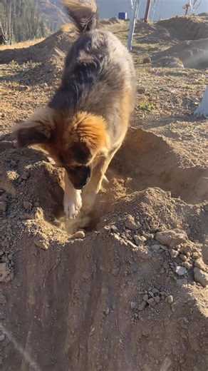 work in progress🍎 . . . . . . . . . . . . . #Apple #farming #applefarming #agriculture #agriculturelife #farmlife #shimla #vairlreels | The Hill Nursery