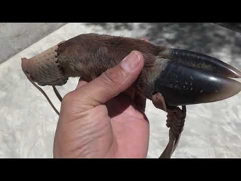 Pata de Venado Español