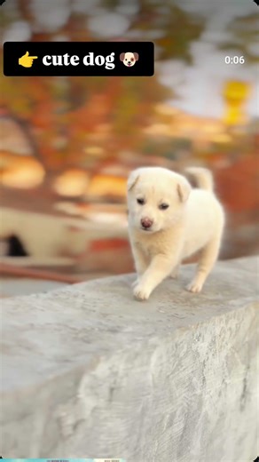 Cutest thing on internet today 🐶❤️ #viralvideo #explorepage #viralreels #puppy #reelitfeelit #viral