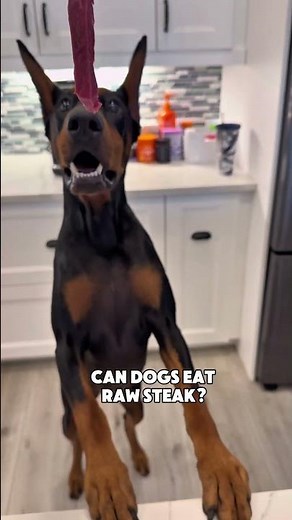 Can dogs eat raw steak? 🥩 #dogfood #rawdogfood #rawdogfooddiet #dobermanfood #dogs