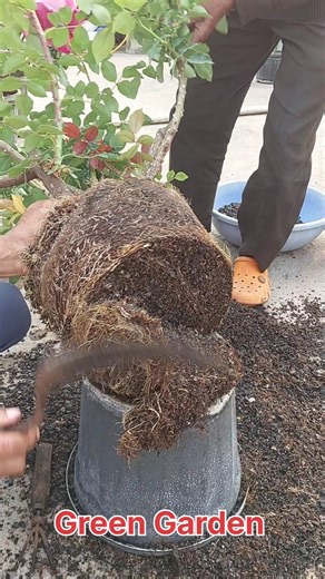 Rose plant Root Pruning step by step