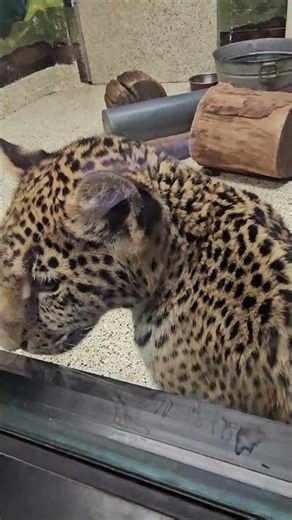 Adorable Baby Jaguar in the Nursery! 🐆💚 A Future for the Wild