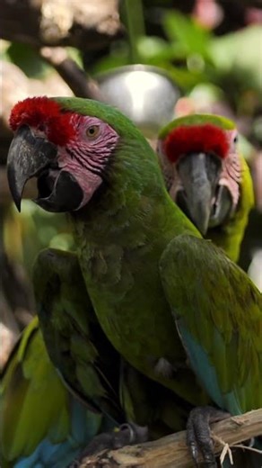 Green & Red Macaw Parrots in Stunning Close View 🦜 #birdsshorts #viralshorts