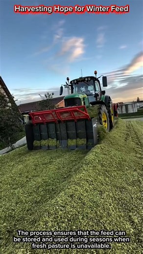 Harvesting Hope for Winter Feed