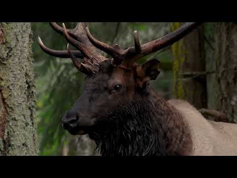 Eerie bugling sounds ring out during elk mating season