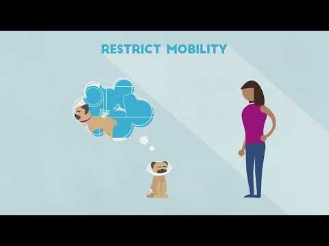 Supporting Your Pet After TPLO Surgery - Urban Veterinary Associates