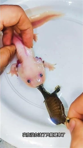 Unicorn Dino, Salamander, Tortoise, Turtle: A Prehistoric Adventure