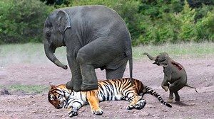 4.7M views · 67K reactions | Mother Elephant Rescue baby from Tiger - Amazing Wild Animals Attacks, Crocodile vs Tiger vs Buffalo | Animal World | Facebook