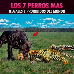 Los 7 Perros más ilegales y prohibidos en el mundo | MisteriosaMente
