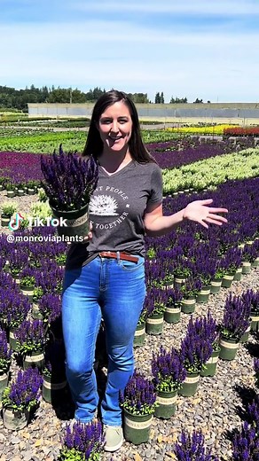 monroviaplants on TikTok