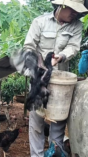 Nuôi gà kiểu kết hợp