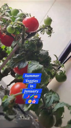 Growing Summer Veggies In My Winter Garden Tomatoes Peppers Cucumbers & More #hydroponic #shorts