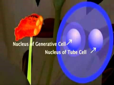 Development of the Male Gametophyte and Pollen in Flowering plant