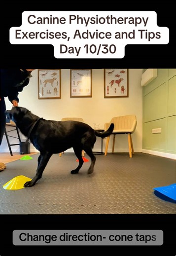 Cone Direction Changes 🐾 This exercise is great for improving control, strength, and coordination through turning and reaching. How to perform: • Set up 3–4 cones in a small space • Encourage your dog to tap each cone with their nose or paw • Ask for controlled turns between cones • Keep movements slow and accurate • Work both directions equally ⚠️ Disclaimer: Only perform exercises advised by your vet or qualified canine physiotherapist. Not suitable for dogs with pain, injury, or neurological
