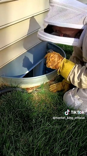 Expert Tips for Yellow Jacket Nest Removal