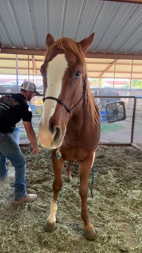 3.1K views · 133 reactions | Big pop in this horse’s hip  This...