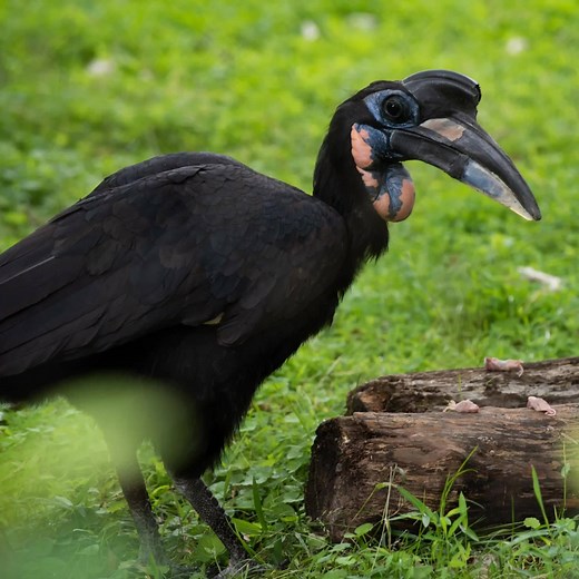 How do you tell ♂️ and ♀️ Abyssinian ground hornbills apart? Males sport both blue red markings on their throats, while females only have blue throat markings. 👀 Spot Karl and Karoline at Cheetah Conservation Station! 👋 MEET OUR ANIMALS: https://s.si.edu/2h3CN1W. | Smithsonian’s National Zoo and Conservation Biology Institute