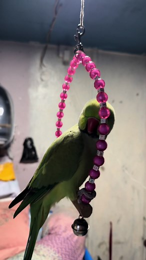 Talking Green Parrot Compilation | Funny Angry Bird Moments 🦜😆