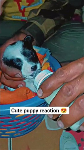 hungry pupy reaction #shortvideo #shortsfeed #trendingshorts #trend #puppy #dogs #dogslove #puppies