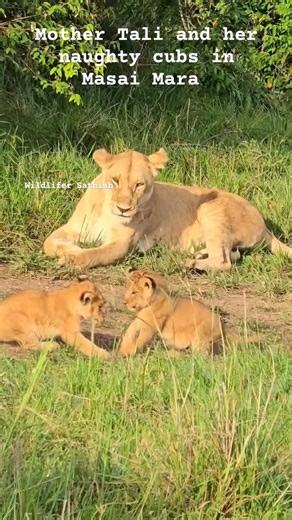 Mother Tali and her adorable naughty cubs in playful mood in Masai Mara grasslands.