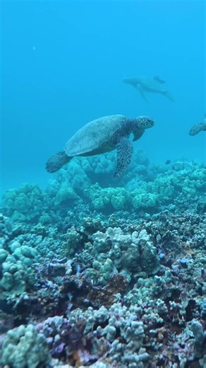 Cruising with Honu in Maui Waters