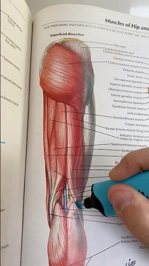 Proximal Hamstring Tendinopathy Exercises